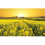 Картина на полотні "Жовте поле" (N229)