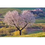 Картина на холсте "Дерево" (N476)