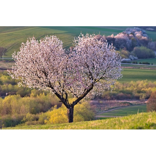 Картина на холсте "Дерево" (N476)