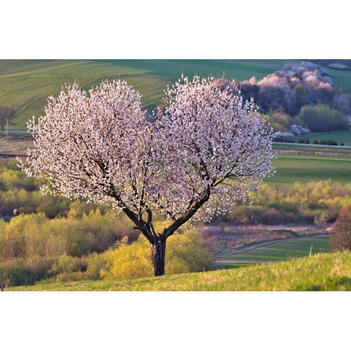 Картина на холсте "Дерево" (N476) Картина на холсте "Дерево" (N476)