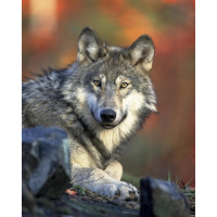 Картина на полотні "Вовк" (T118), 35см×55см