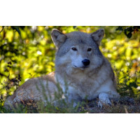 Картина на полотні "Вовк" (T148), 55см×35см