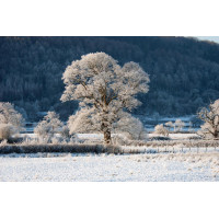Картина на полотні "Дерево" (N163), 55см×35см