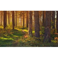 Картина на полотні "Природа" (N522), 55см×35см