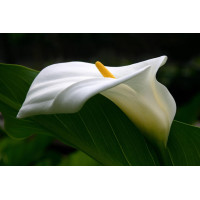 Картина на полотні "Кала" (K107), 55см×35см