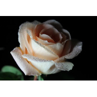 Картина на полотні "Роза" (K132), 55см×35см